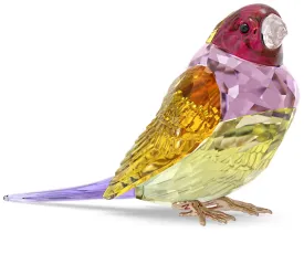 Ldyllia Large SCS Gouldian Finch